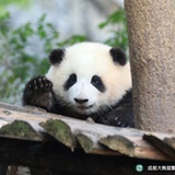 阿柒
