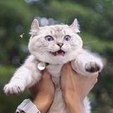 天才黑o>_<o