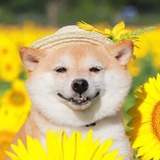 llyywx