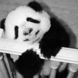 微格尔青