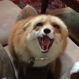 白州