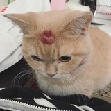uylee