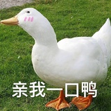 内外妇儿冲鸭