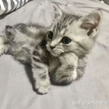 太子小清新