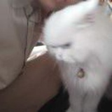 不诗