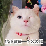 红宝宝