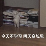 大萌子