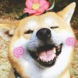 大白菜奇遇记