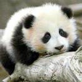 大王闪亮登场