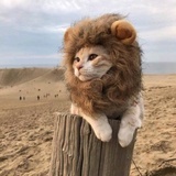 simba