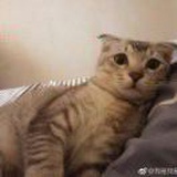 是我巨蟹