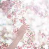 C茉莉花