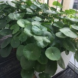 蘑菇草