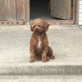 靳西的瘋兔