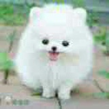 露伊儿