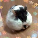 在路上行走的鱼