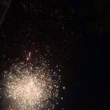 李子树上的猫