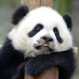 旺嗷嗷