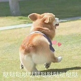 废猫一只