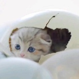 狮子狮子狮
