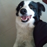 小不点