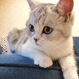 鹿泉