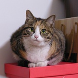 猫大人