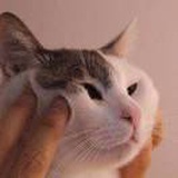 魇