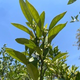 薰衣草花环