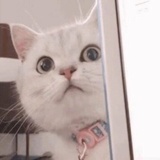 摩西摩西