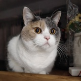 躺着吧