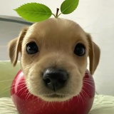 ( ･ ө ･ )