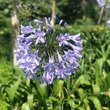 小粟