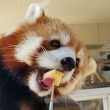 郑肥肥OvO