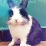 一只小灰兔