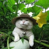 低功耗奶牛猫