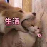 面包🍞