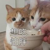 十全大补猫