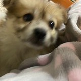 来福是只好狗子