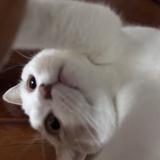 猫理陆