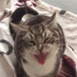 不爱鱼的猫
