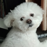 ronzhang24