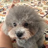 Shirley