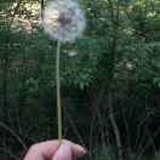 SunniQ~