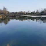 深巷卖杏