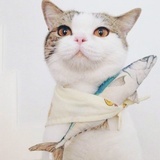 云朵3155