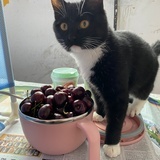 豆花