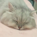 橙子在哭泣_