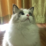 白鸾鸾