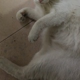 一橙一柠